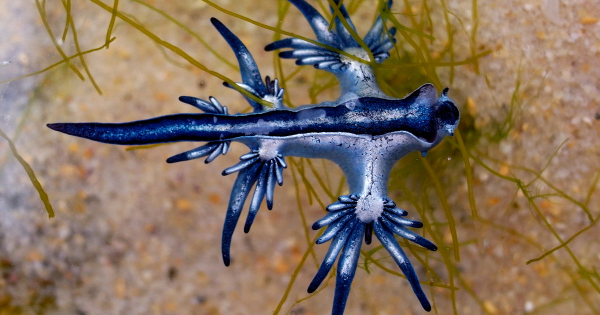 Dangerous 'blue dragons' trigger beach shutdowns in Spain