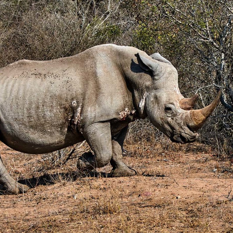 Los rinocerontes, en el punto de mira