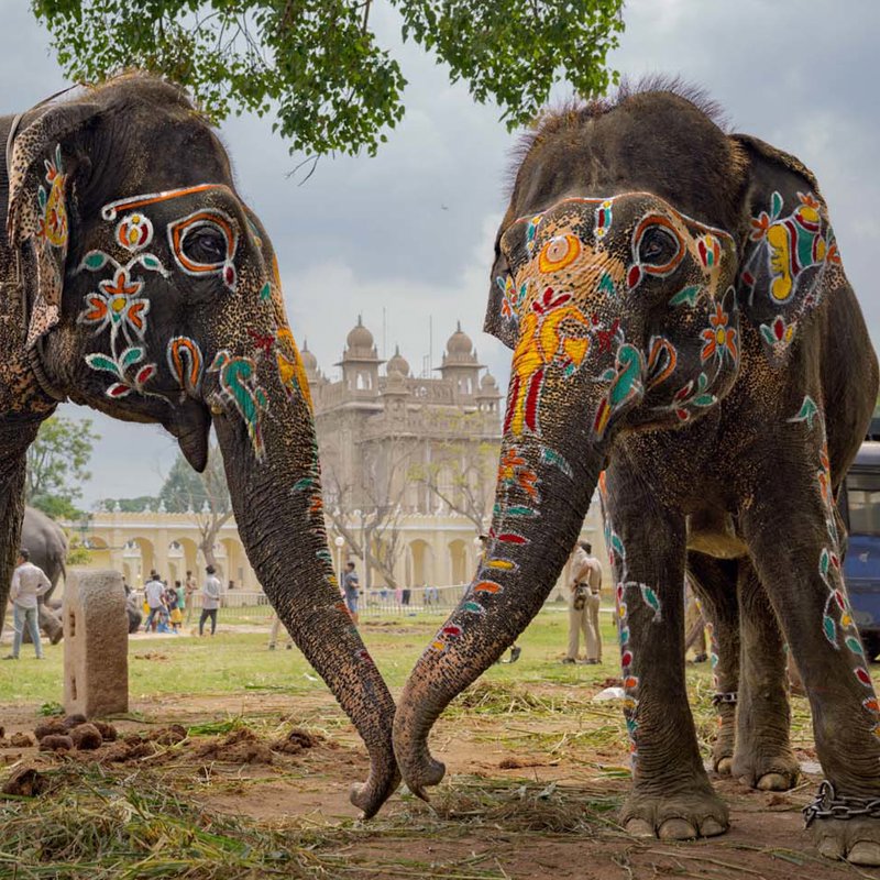 Elefantes en el punto de mira
