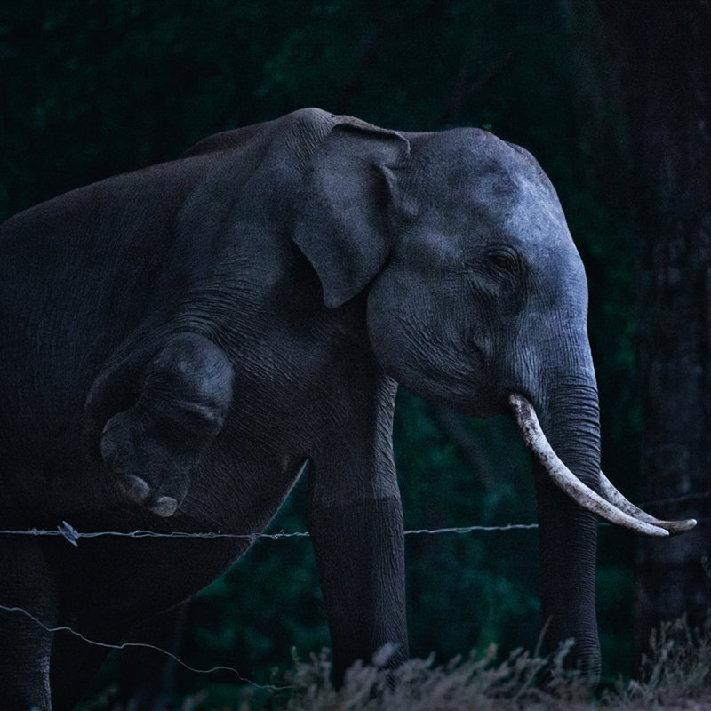 Nuestro vecino el elefante