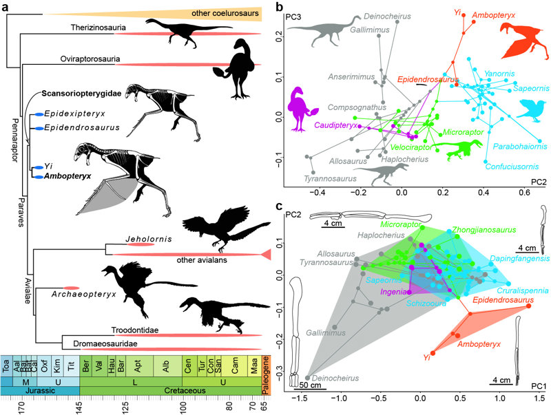 Cladograma y espacio filogenético de los  Coelurosaurios del Mesozoico