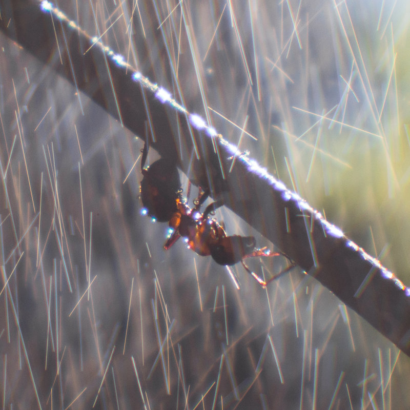 No, las hormigas no pueden predecir la lluvia
