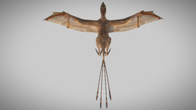 Nuevas pistas sobre la evolución de los primeros animales voladores