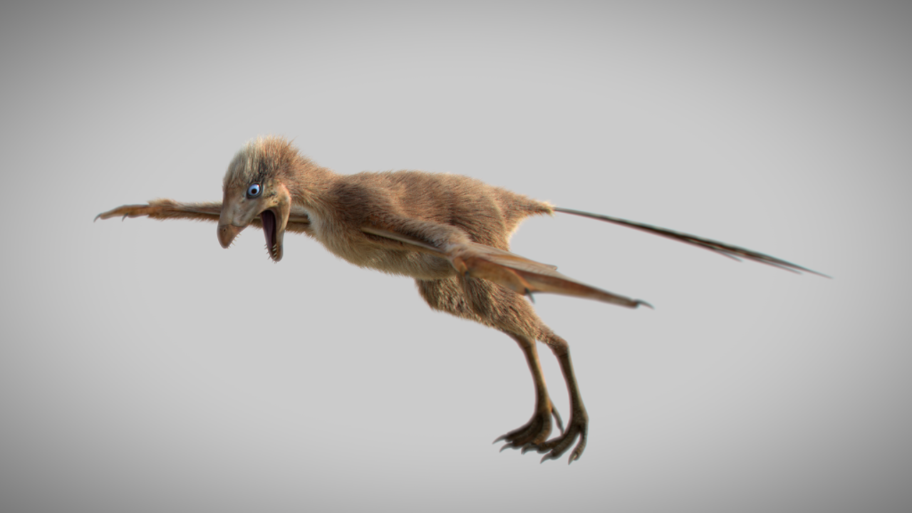 Reconstrucción 3D de Ambopteryx longibrachium