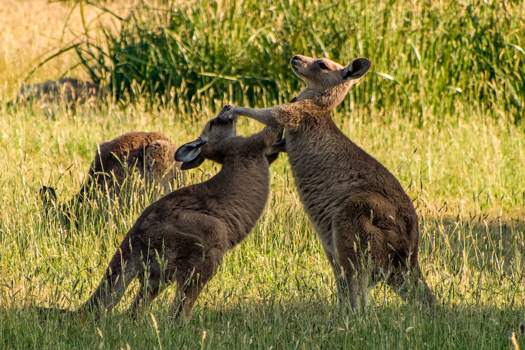 Canguros, algo más que marsupiales saltarines