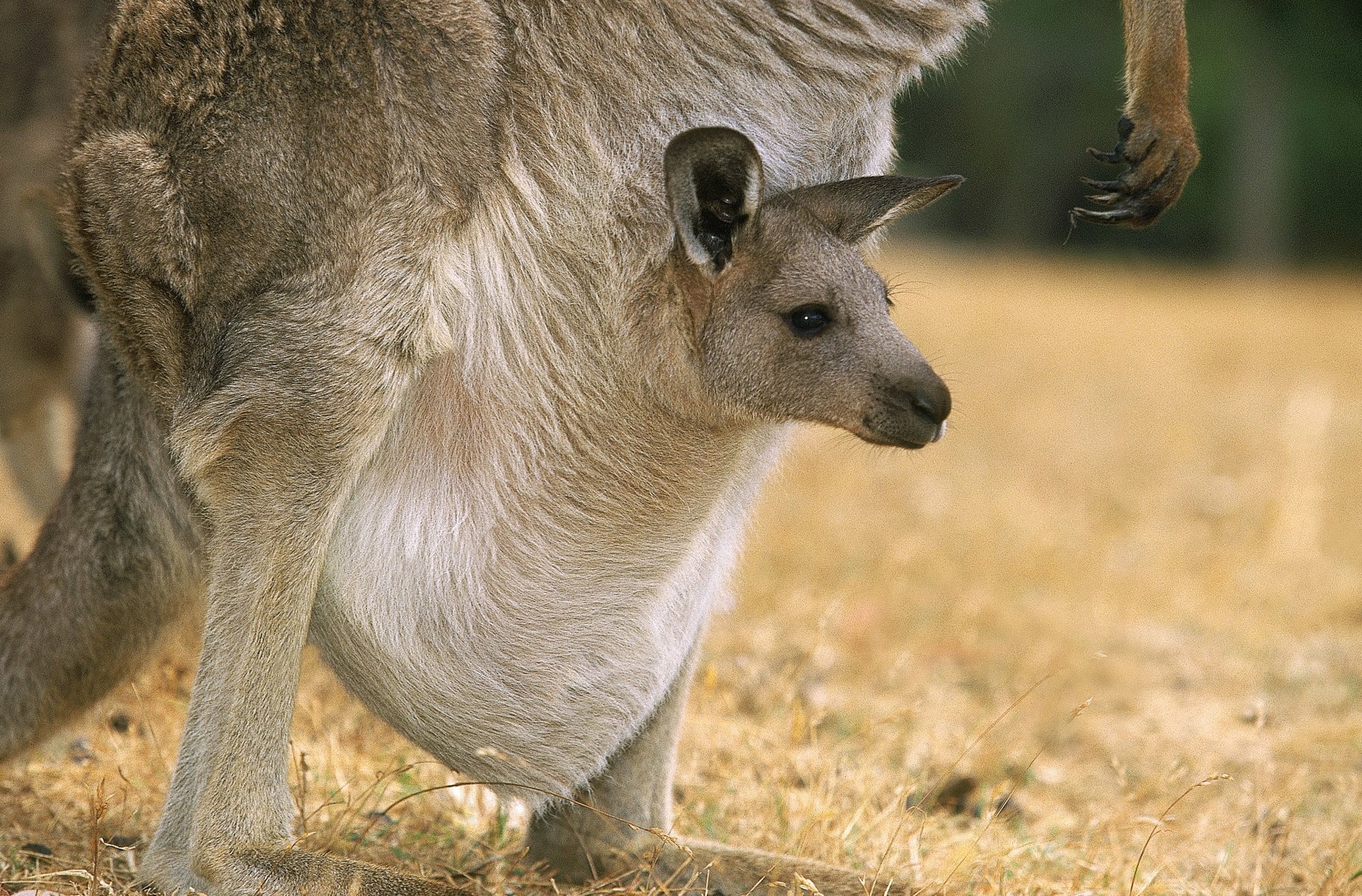 Canguros, algo más que marsupiales saltarines