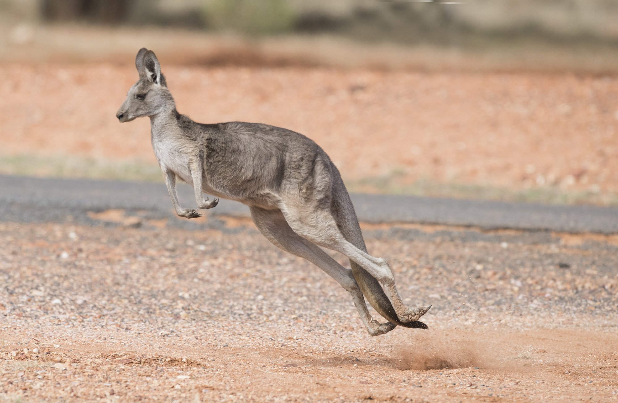 Canguros, algo más que marsupiales saltarines