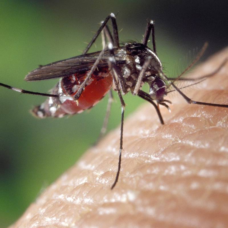 Mitos y verdades sobre quiénes son más propensos a ser picados por un mosquito
