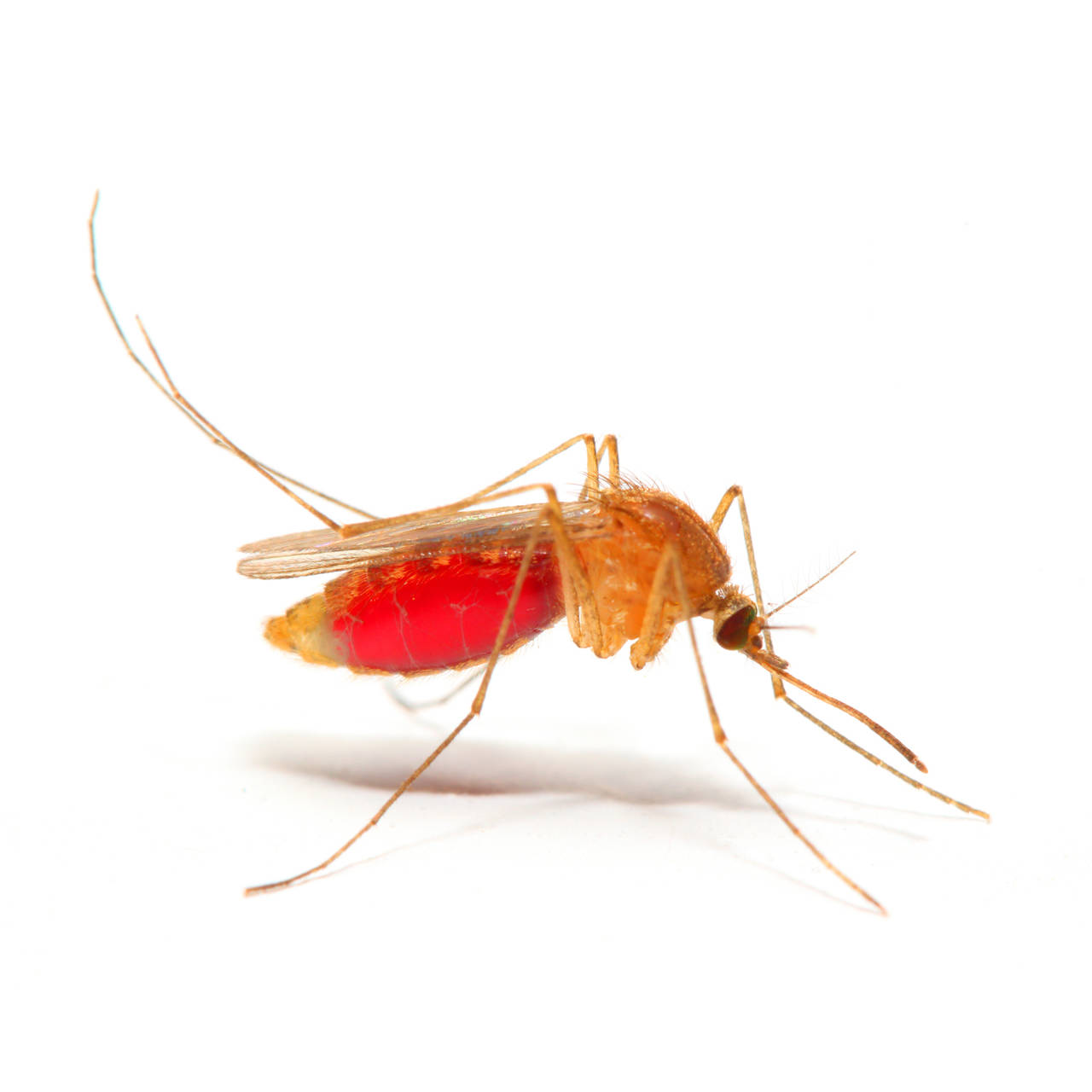 Mosquito del género Anopheles