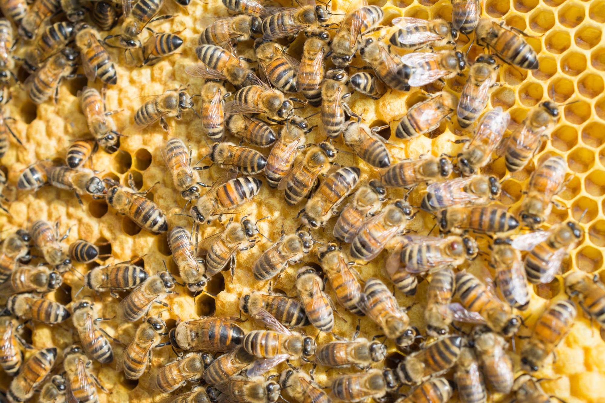 abejas melíferas