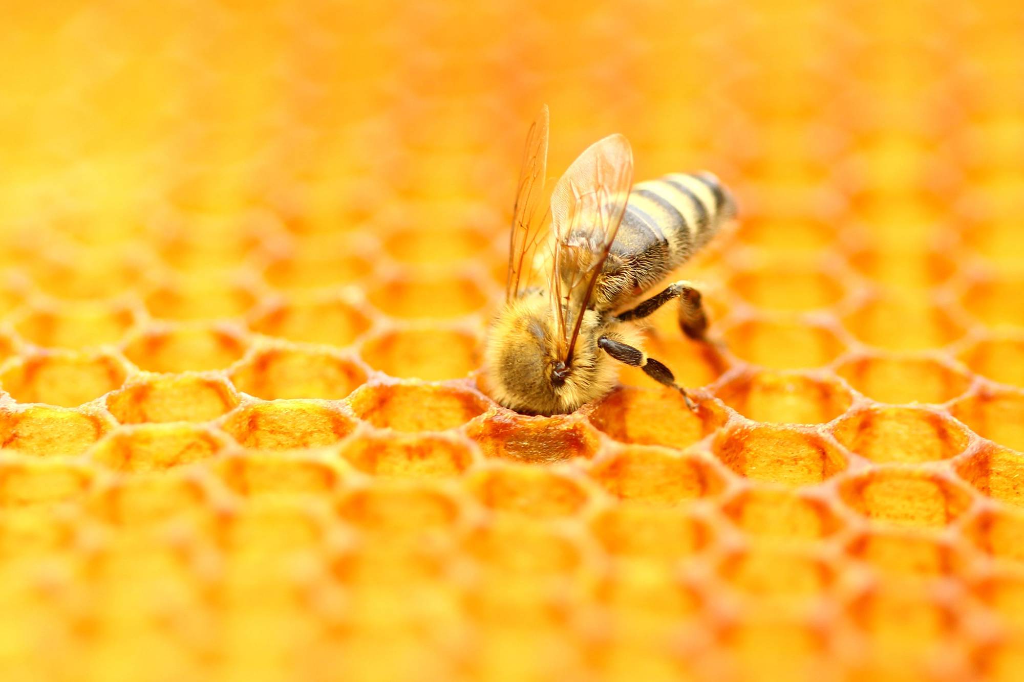 panal de abejas