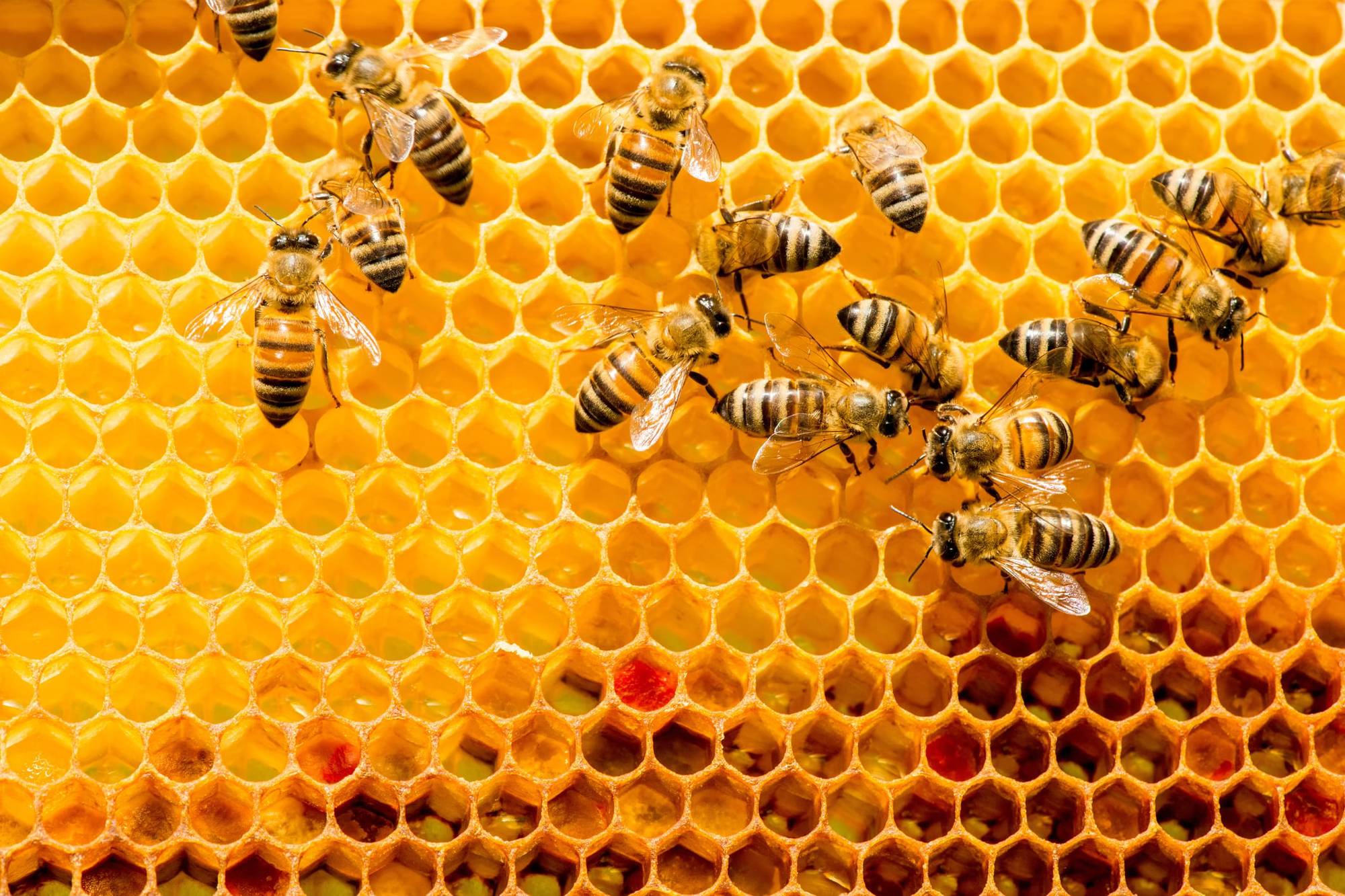 Panal de abejas