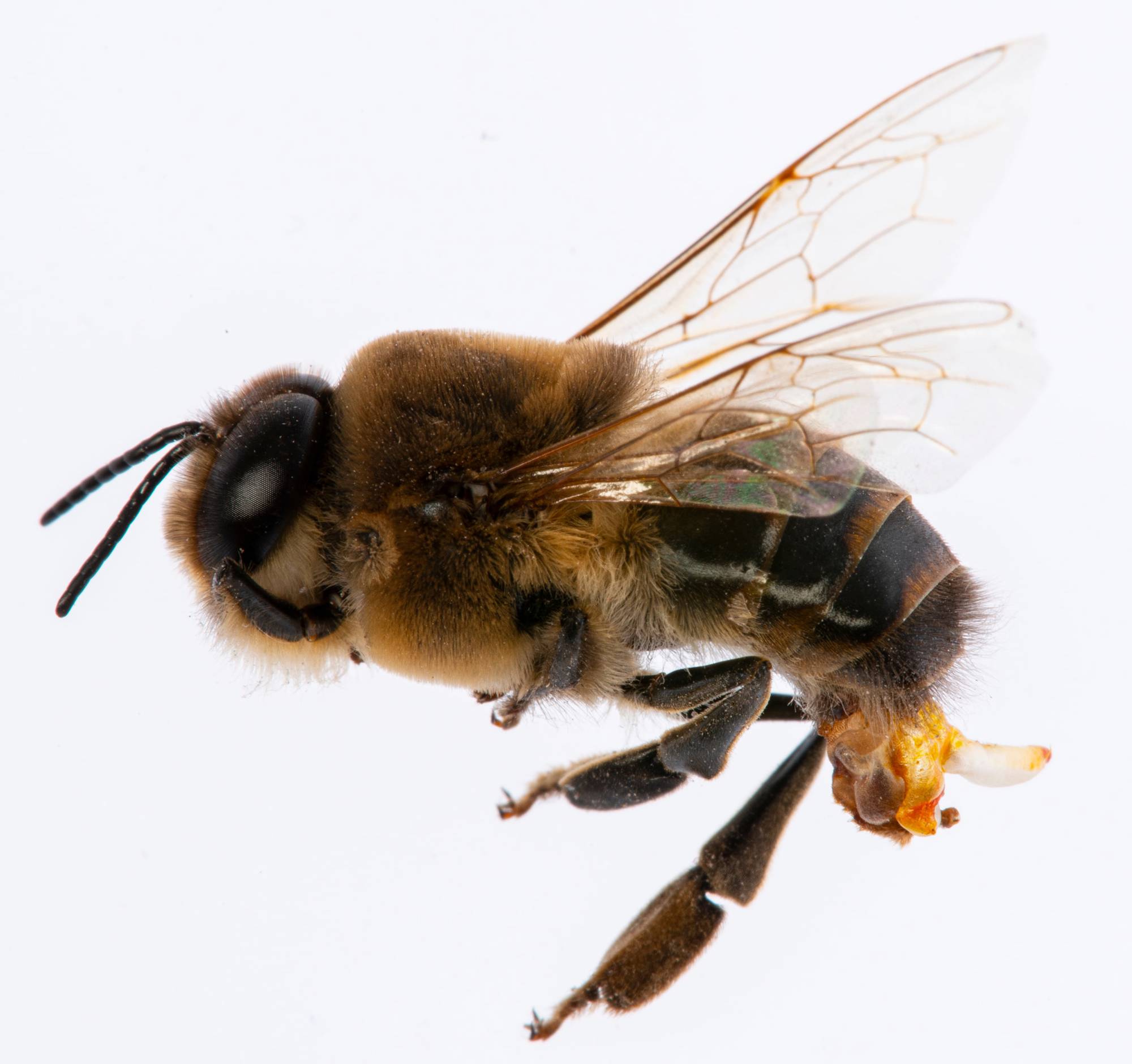 zánganos de abejas