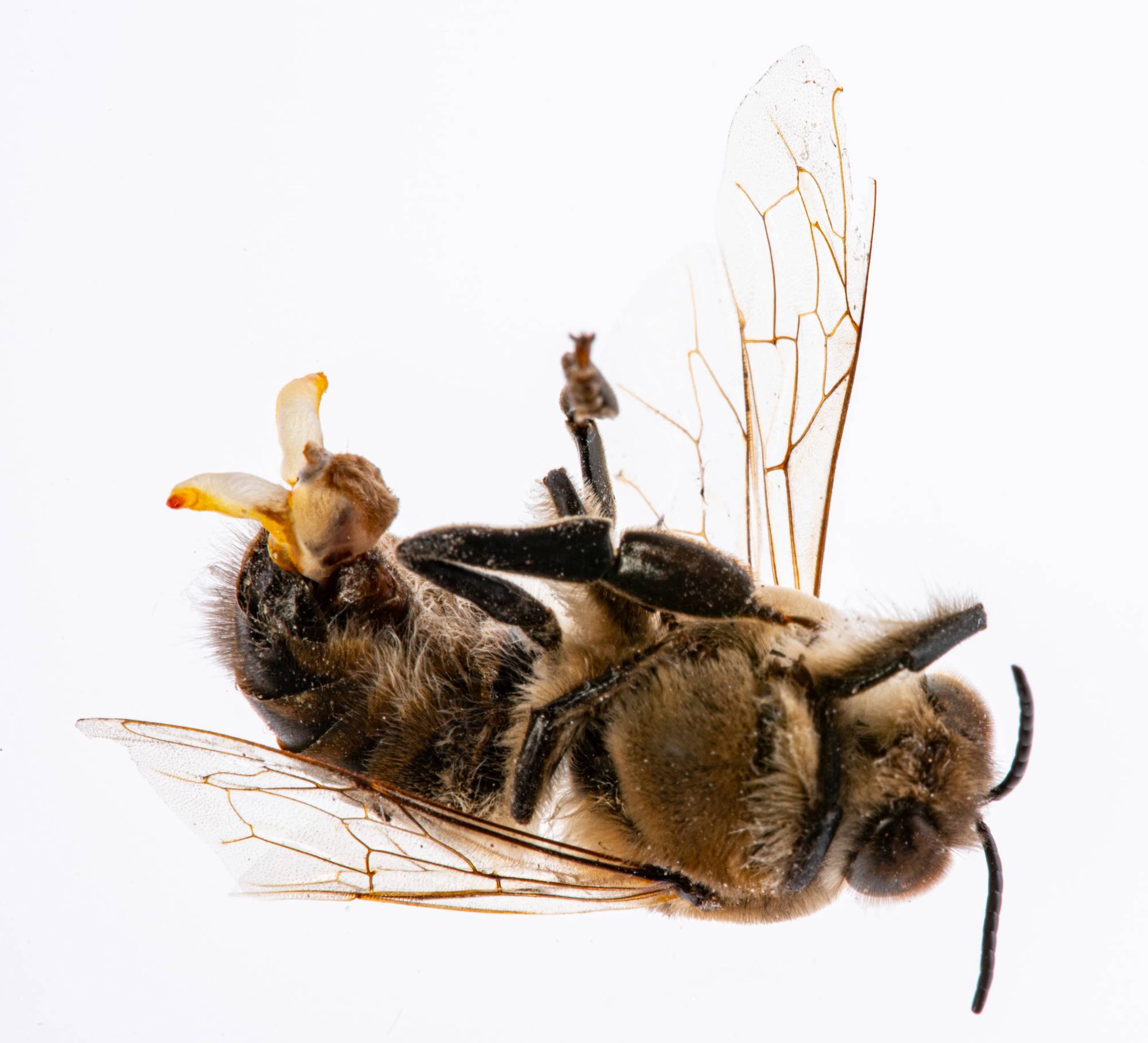zángano de abeja