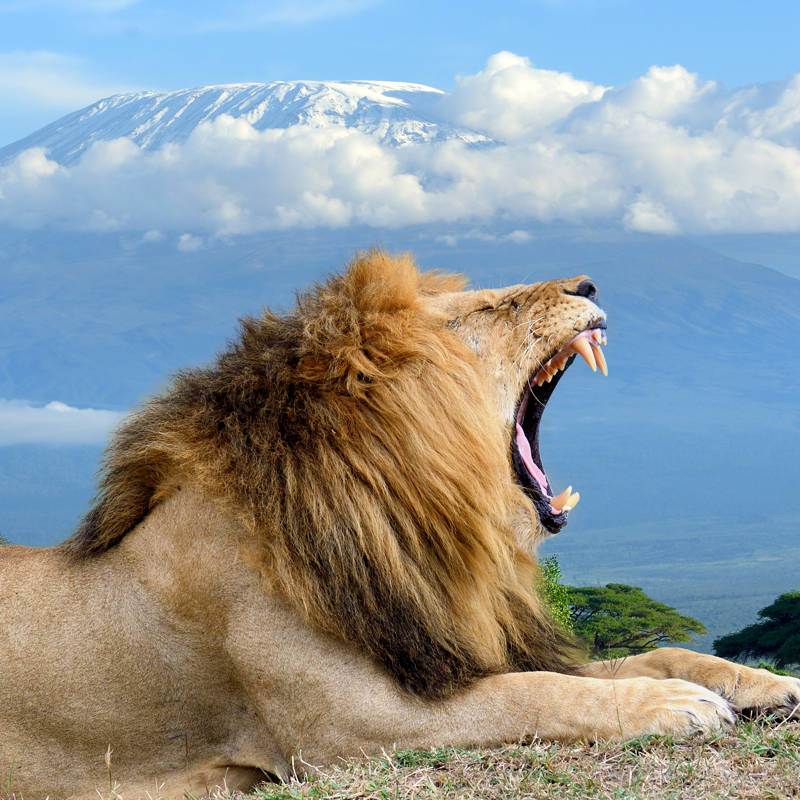 El drama de los leones en Kenia: una lucha contra los humanos por los recursos