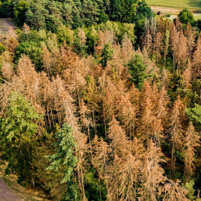 Europa se apaga, sus bosques son cada año menos verdes 