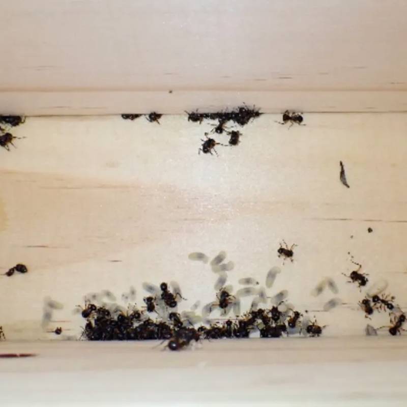 Estas hormigas se "hacen las muertas" para sobrevivir (y lo hacen en grupo)