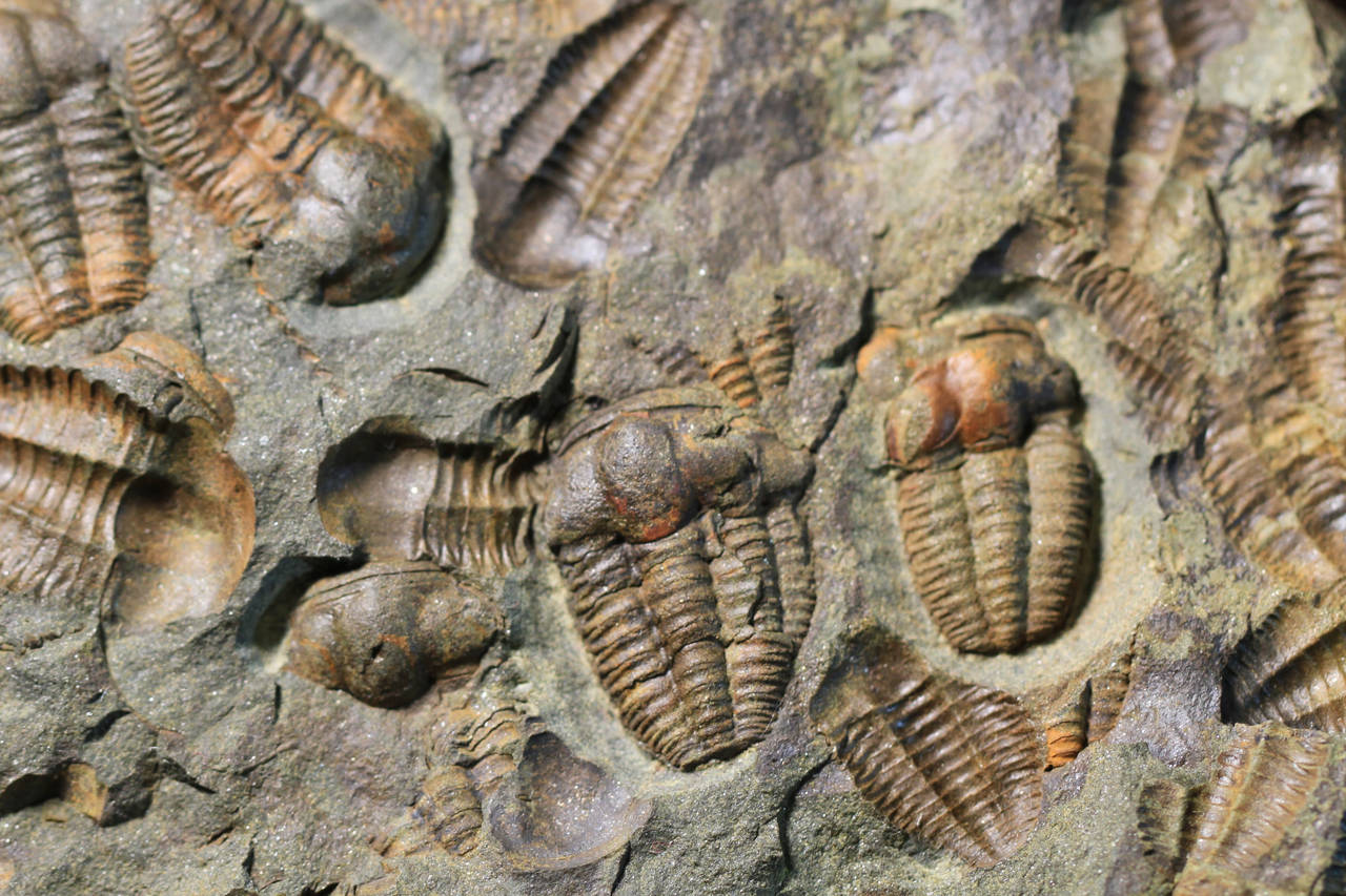 Fósiles de trilobites del período Cámbrico 