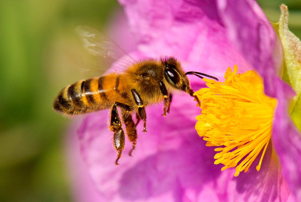 Abeja europea (Apis mellifera), también llamada abeja doméstica o abeja melífera