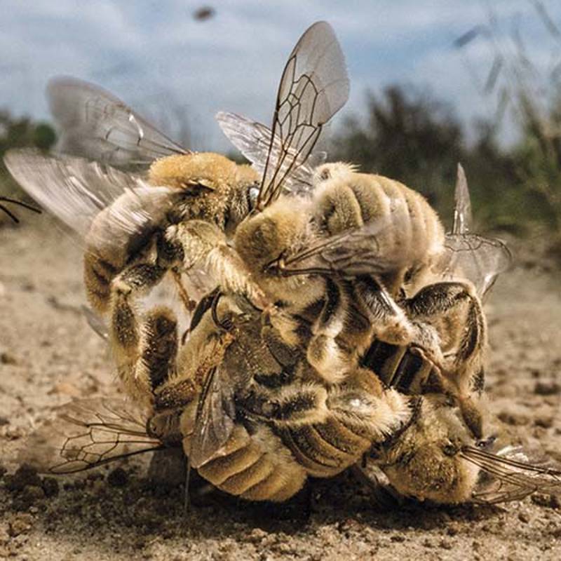 Estas abejas mueren por amor