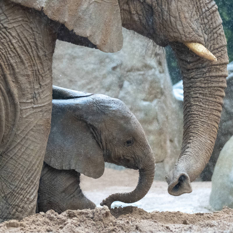 El primer baño de barro de la elefantita Makena