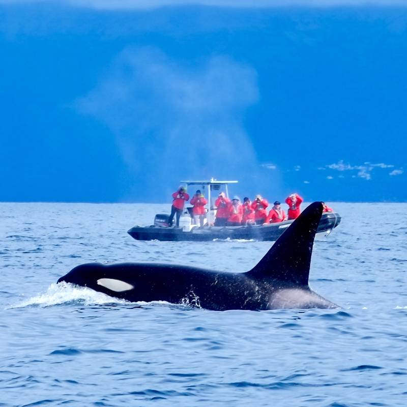  Las orcas están atacando barcos en la costa ibérica, ¿venganza o moda?