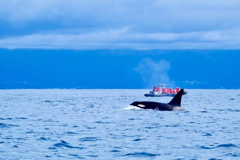 Las Orcas Están Atacando Barcos En La Costa Ibérica, ¿venganza O Moda?