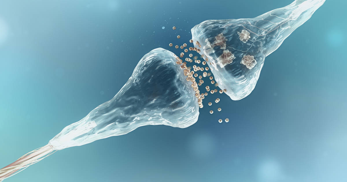 Así actúan las sinapsis, el lenguaje de las neuronas en el cerebro