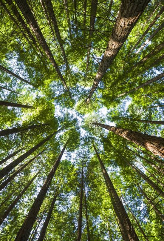 Estos son los 4 tipos de bosques que existen en el planeta