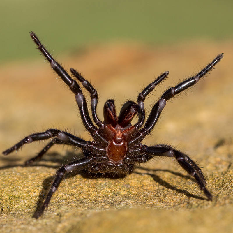 La araña más letal del mundo puede modificar su veneno dependiendo de su estado de ánimo