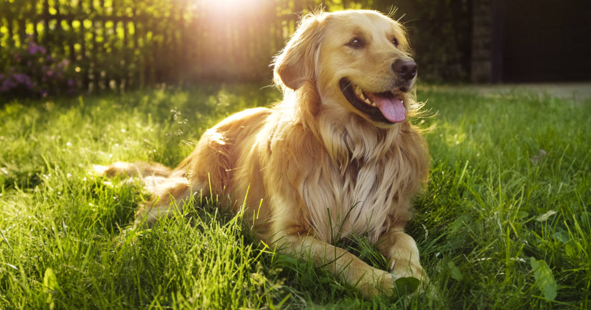 son todos los golden retrievers estupidez