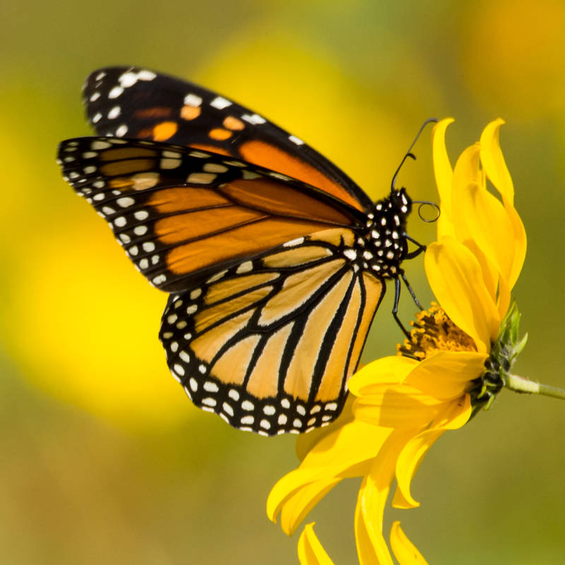 Mariposa monarca, la fascinante migración de una especie en peligro