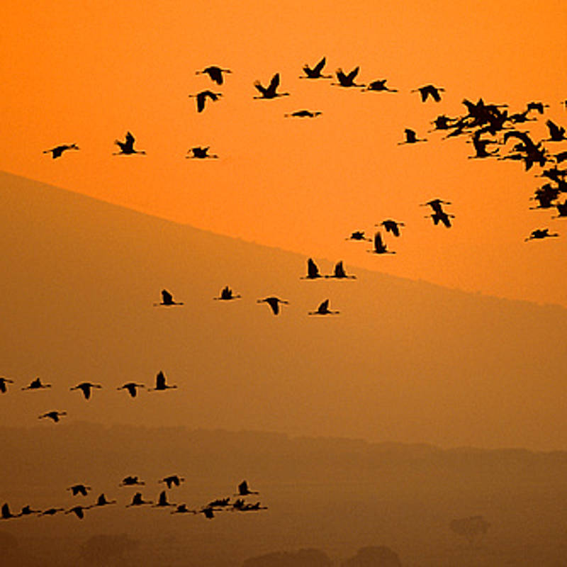 Lo que tal vez no sabías sobre las aves migratorias