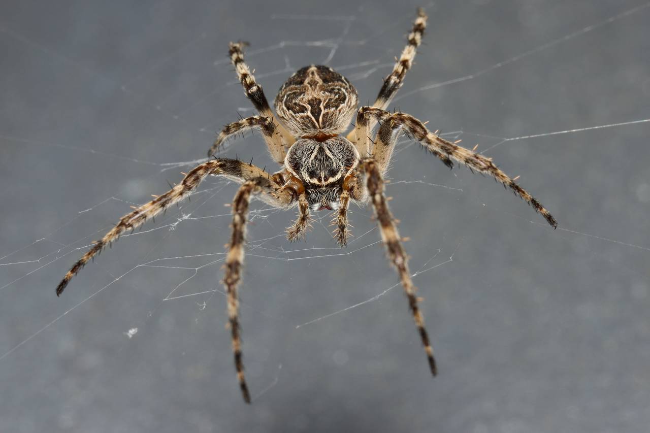 Araña de la especie "Larinioides sclopetarius"