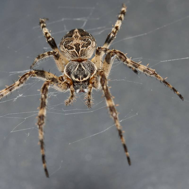 Araña de la especie "Larinioides sclopetarius"