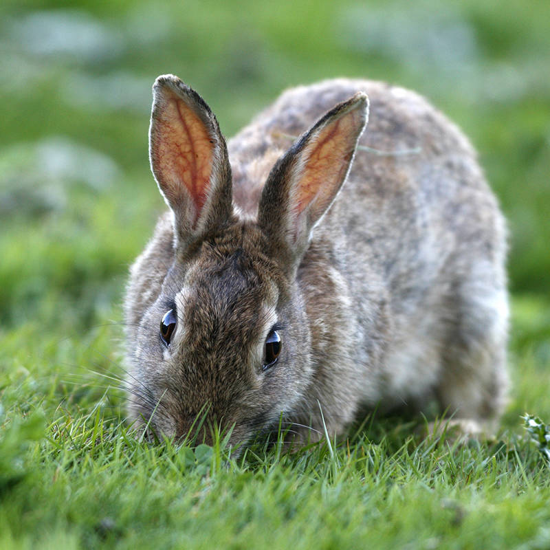 Los datos más curiosos sobre los conejos