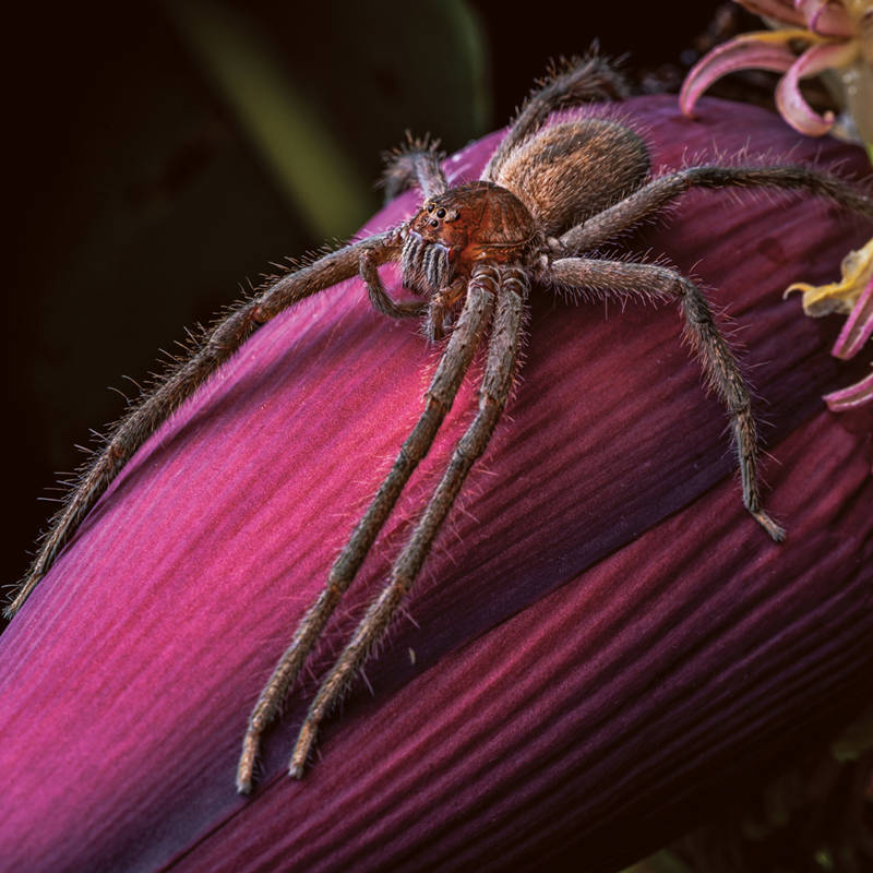 La tremenda belleza de las arañas