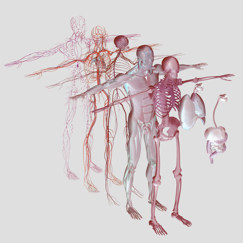 Sistemas del cuerpo humano