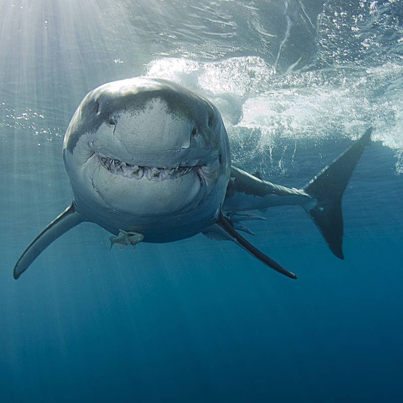Investigación revela que los tiburones utilizan el campo magnético de la Tierra para su navegación