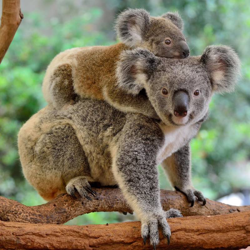 Todo sobre los koalas, una especie en extinción