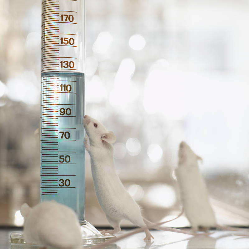 Ratones de laboratorio junto a un vial con líquido