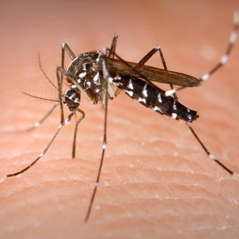 Mosquito tigre en España: dónde está y qué pasa si uno te pica