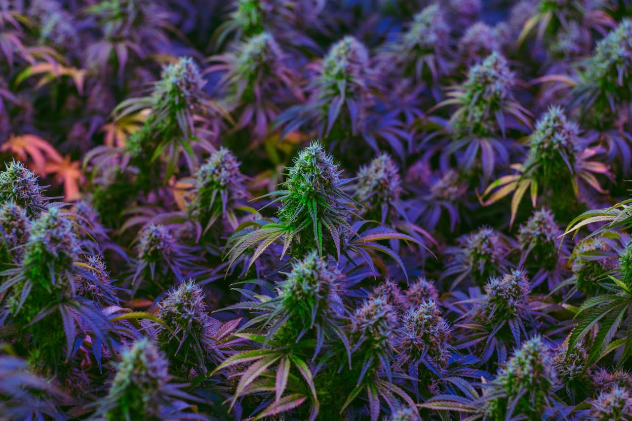 Cultivo interior de marihuana para uso medicinal