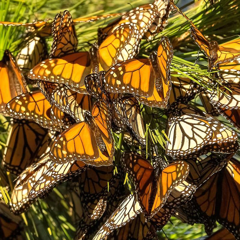 La fascinante migración de las mariposas