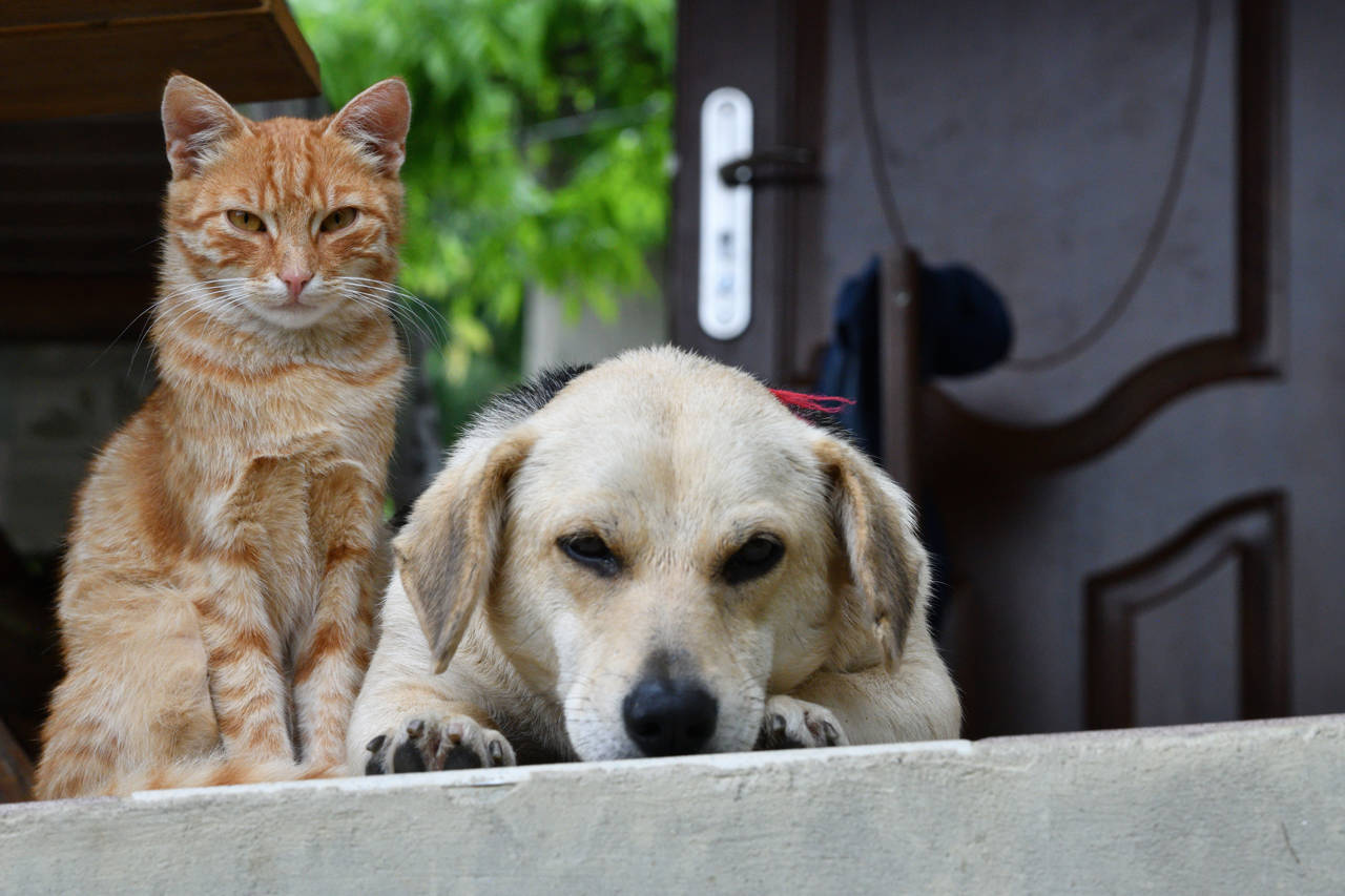 son los perros o los gatos más populares en europa