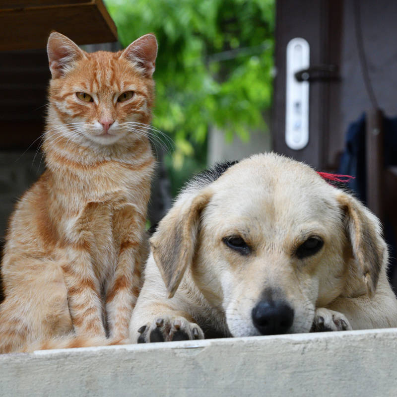 Estas son las diferencias de personalidad entre la “gente de perros” y la “gente de gatos”
