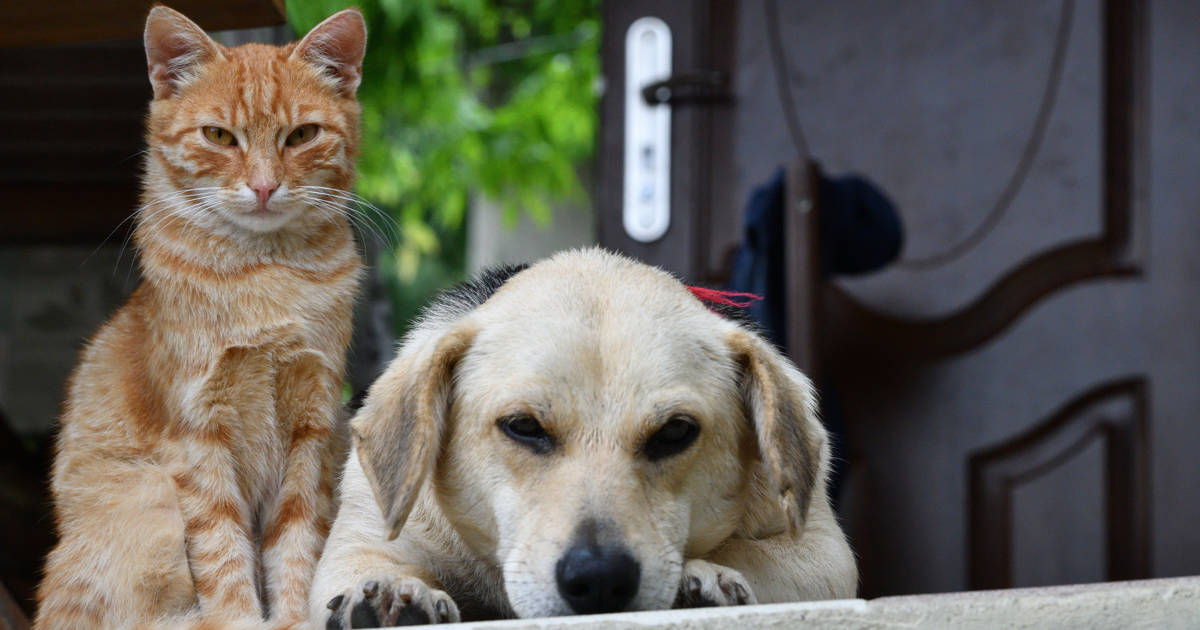 por qué los gatos son diferentes de los perros