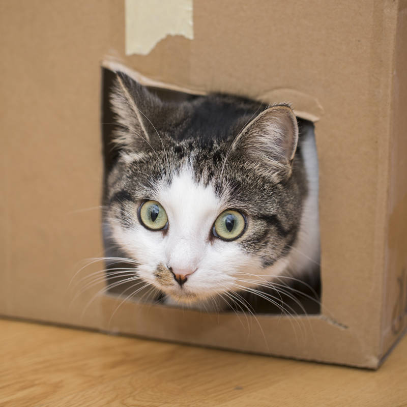 Los gatos aman las cajas de cartón, y la razón está en la evolución