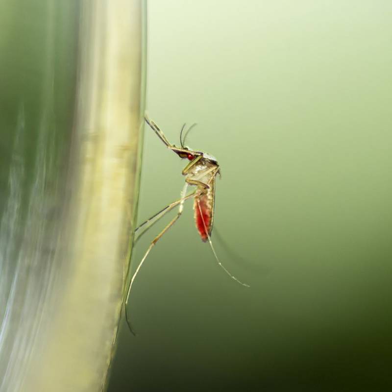Los mosquitos en el ecosistema: un papel clave