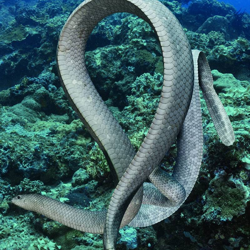 El difícil apareamiento de la serpiente marina oliva 